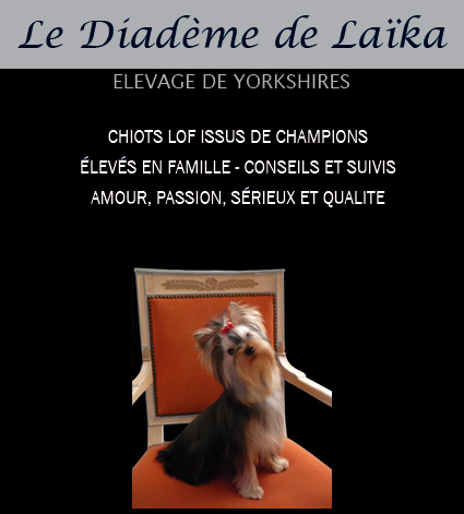 acheter chiot yorkshire : elevage yorkshires terrier le Diademe de Laika